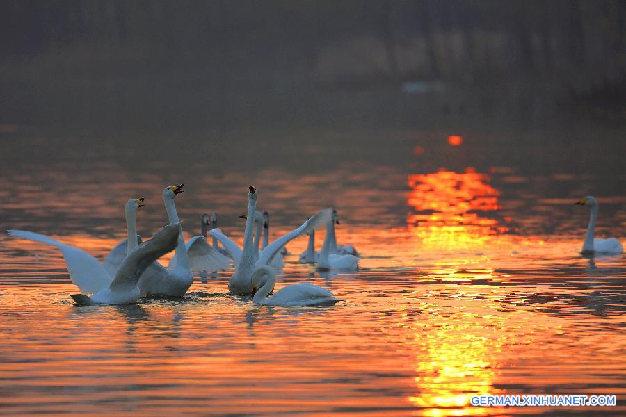 #CHINA-SHANXI-PINGLU-WETLAND-BIRDS (CN)