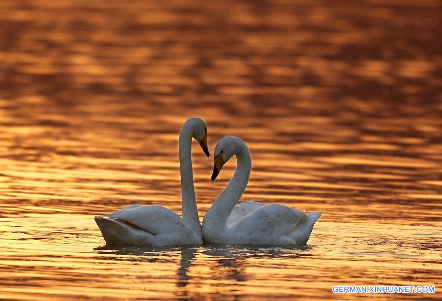 #CHINA-SHANXI-PINGLU-WETLAND-BIRDS (CN)