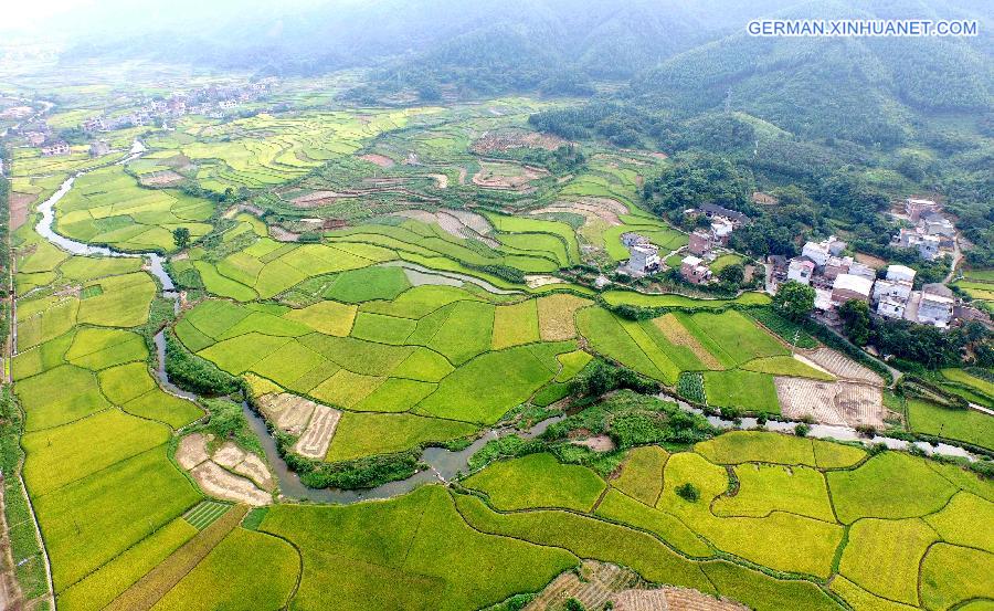 #CHINA-GUANGXI-RICE-HARVEST(CN)*