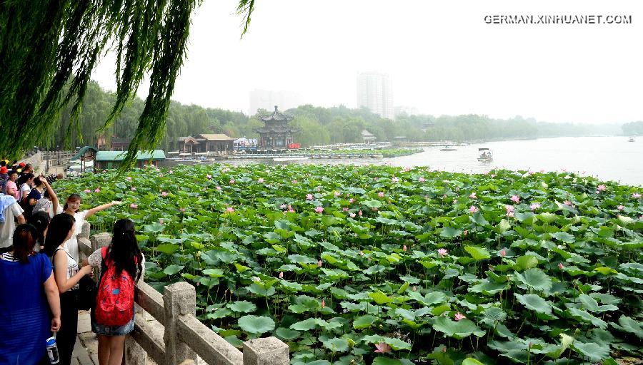 CHINA-SHANDONG-JINAN-LOTUS (CN) 