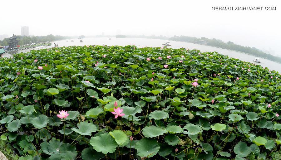 CHINA-SHANDONG-JINAN-LOTUS (CN) 