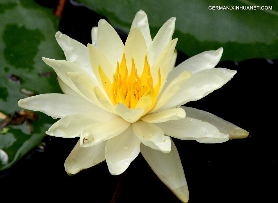 CHINA-SHANDONG-JINAN-LOTUS (CN) 