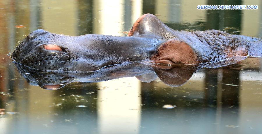 #CHINA-HENAN-LUOYANG-ANIMALS-HEAT(CN)