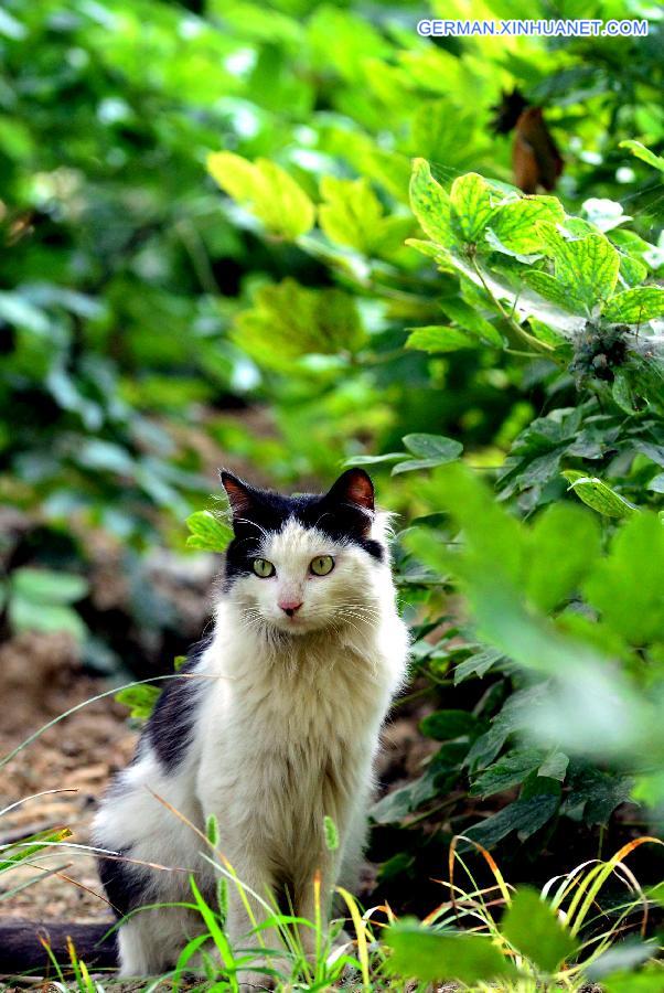 #CHINA-HENAN-LUOYANG-ANIMALS-HEAT(CN)