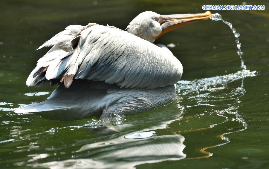 #CHINA-HENAN-LUOYANG-ANIMALS-HEAT(CN)