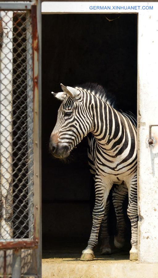 #CHINA-HENAN-LUOYANG-ANIMALS-HEAT(CN)