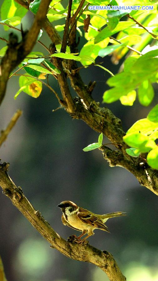 #CHINA-HENAN-LUOYANG-ANIMALS-HEAT(CN)