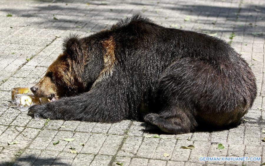 CHINA-CHONGQING-ANIMAL-SUMMER (CN)