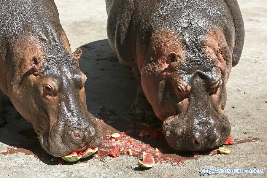 CHINA-CHONGQING-ANIMAL-SUMMER (CN)