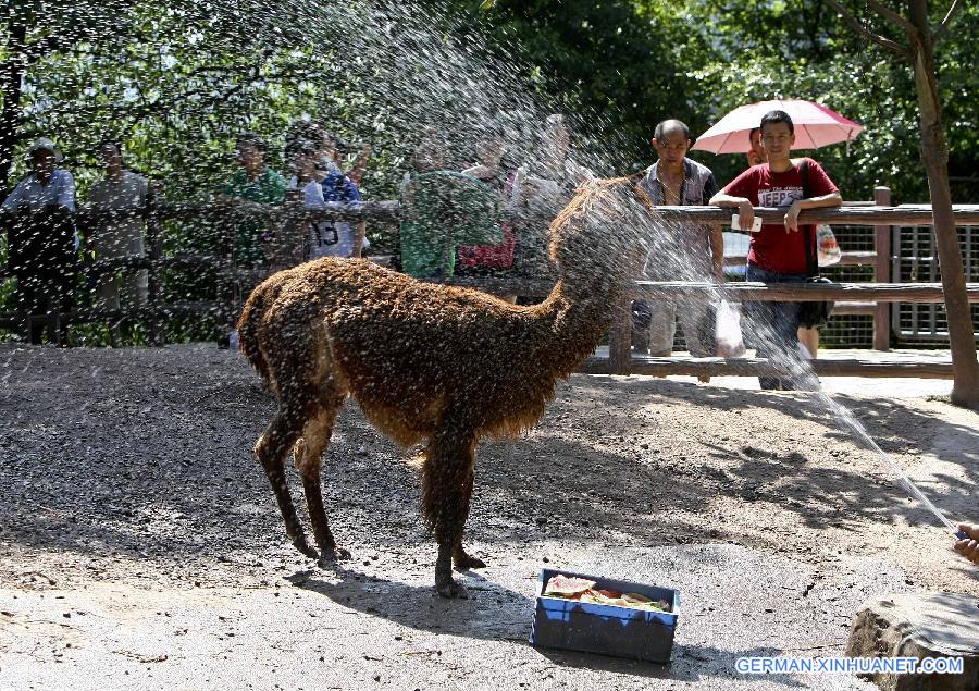 CHINA-CHONGQING-ANIMAL-SUMMER (CN)