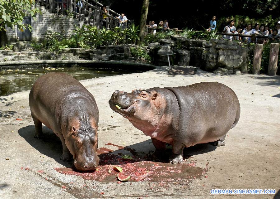 CHINA-CHONGQING-ANIMAL-SUMMER (CN)