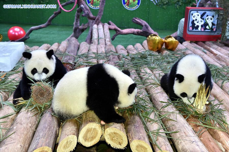 CHINA-GUANGZHOU-GIANT PANDA-TRIPLETS-BIRTHDAY (CN)