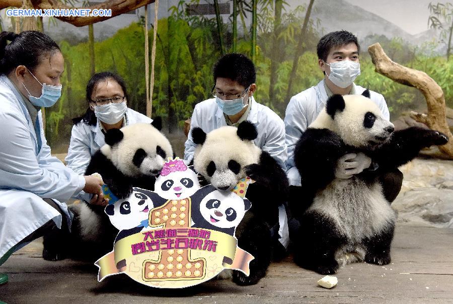 CHINA-GUANGZHOU-GIANT PANDA-TRIPLETS-BIRTHDAY (CN)