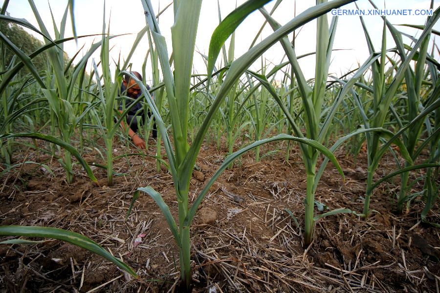 #CHINA-SHANDONG-DROUGHT (CN)