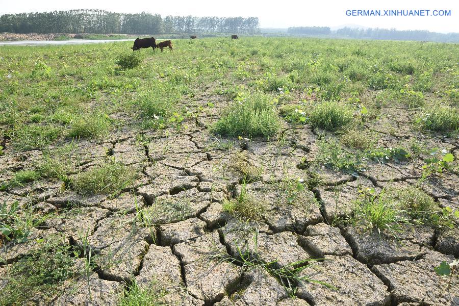 #CHINA-SHANDONG-DROUGHT (CN)