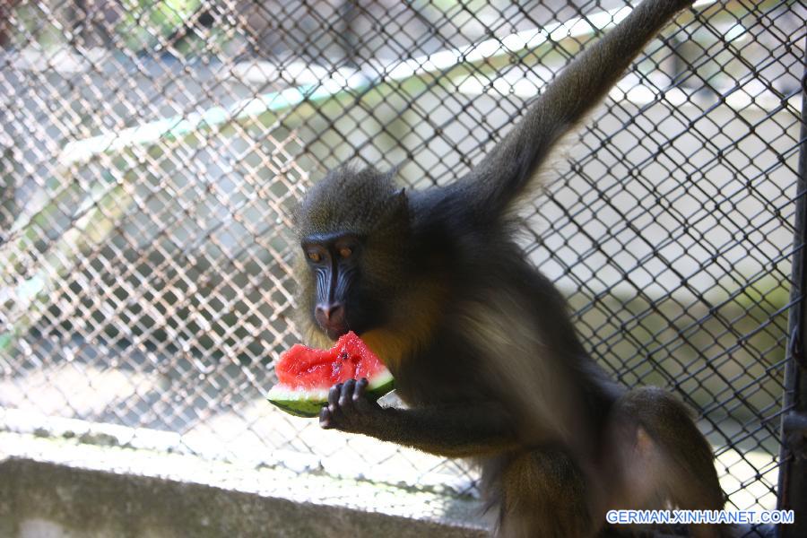 #CHINA-ZHEJIANG-NINGBO-ANIMALS-HEAT(CN)