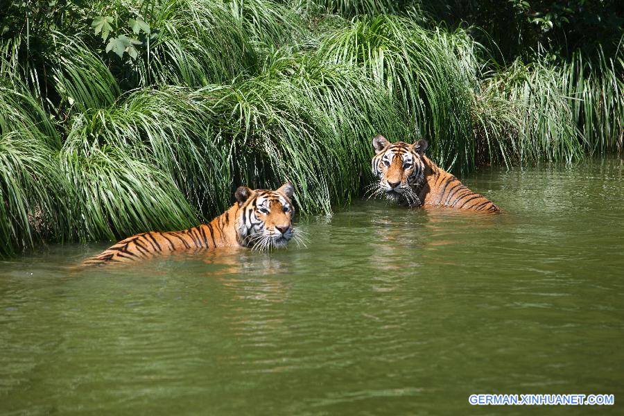 #CHINA-ZHEJIANG-NINGBO-ANIMALS-HEAT(CN)