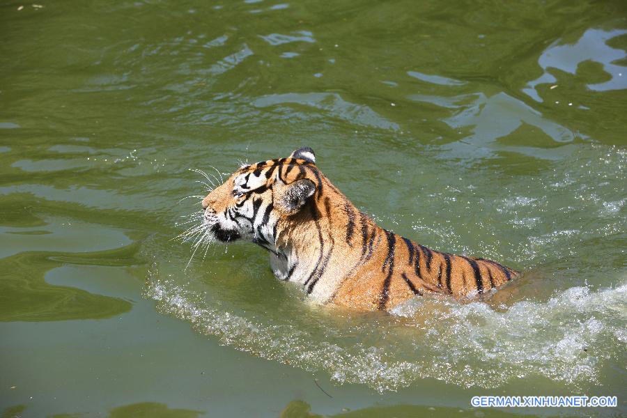 #CHINA-ZHEJIANG-NINGBO-ANIMALS-HEAT(CN)