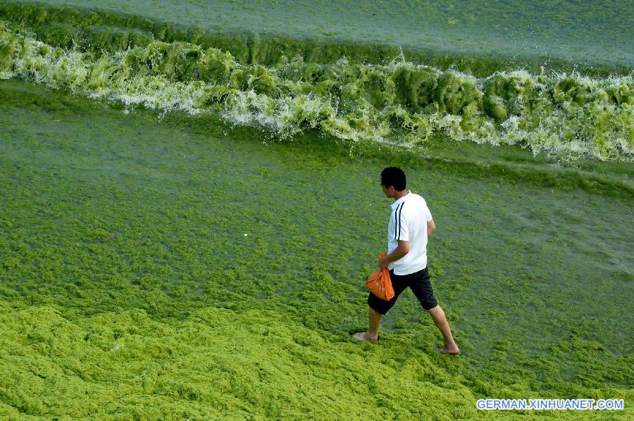 CHINA-SHANDONG-QINGDAO-GREEN ALGAE(CN)