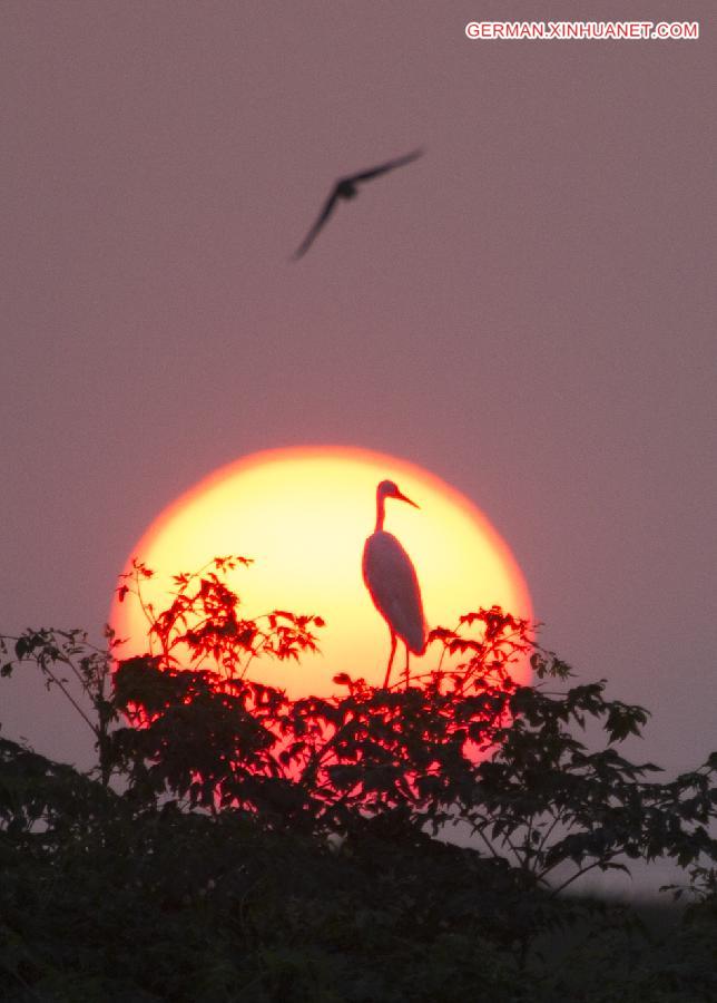 #CHINA-JIANGXI-EGRET (CN)