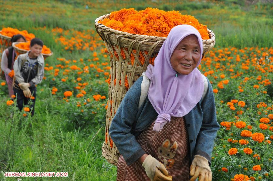 #CHINA-GUIZHOU-BIJIE-MARIGOLD HARVEST (CN)