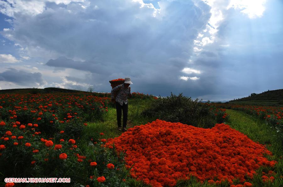 #CHINA-GUIZHOU-BIJIE-MARIGOLD HARVEST (CN)