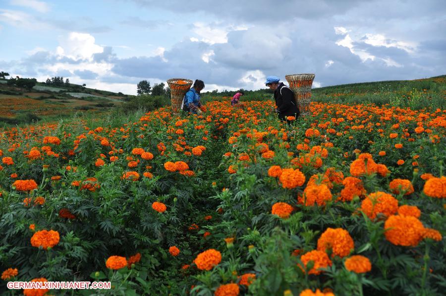 #CHINA-GUIZHOU-BIJIE-MARIGOLD HARVEST (CN)