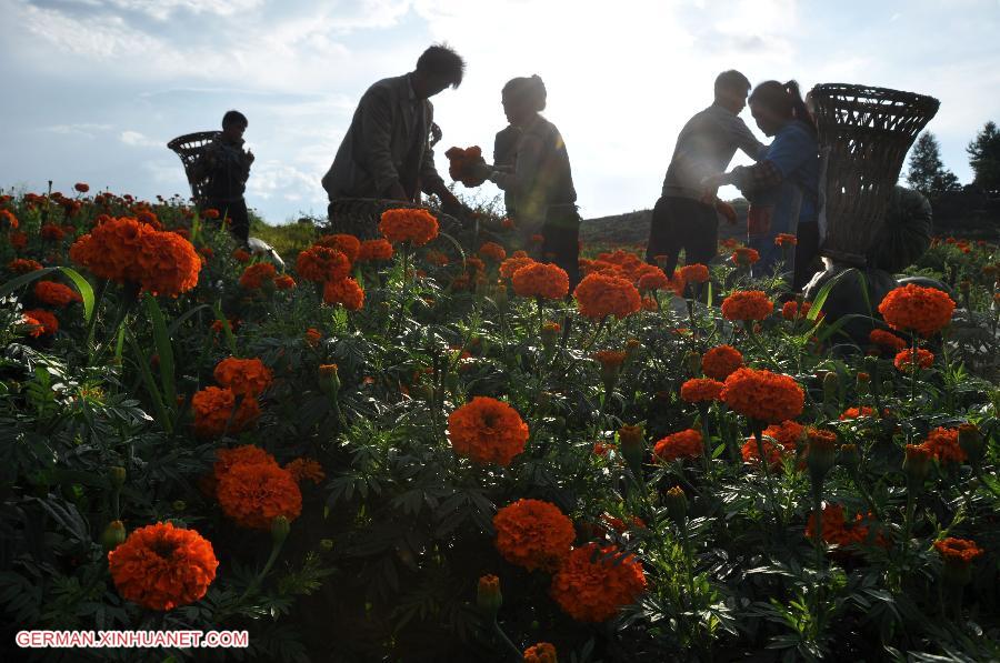 #CHINA-GUIZHOU-BIJIE-MARIGOLD HARVEST (CN)