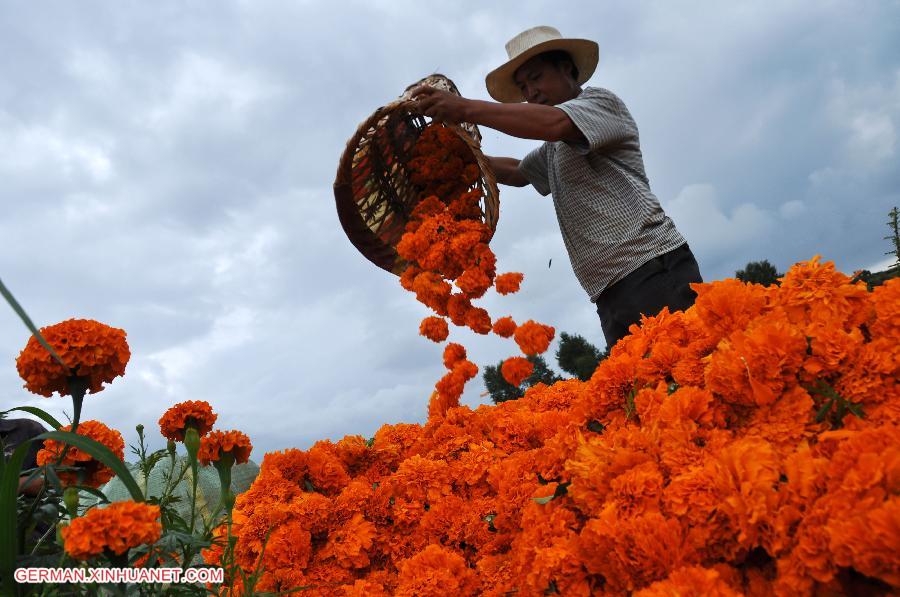 #CHINA-GUIZHOU-BIJIE-MARIGOLD HARVEST (CN)