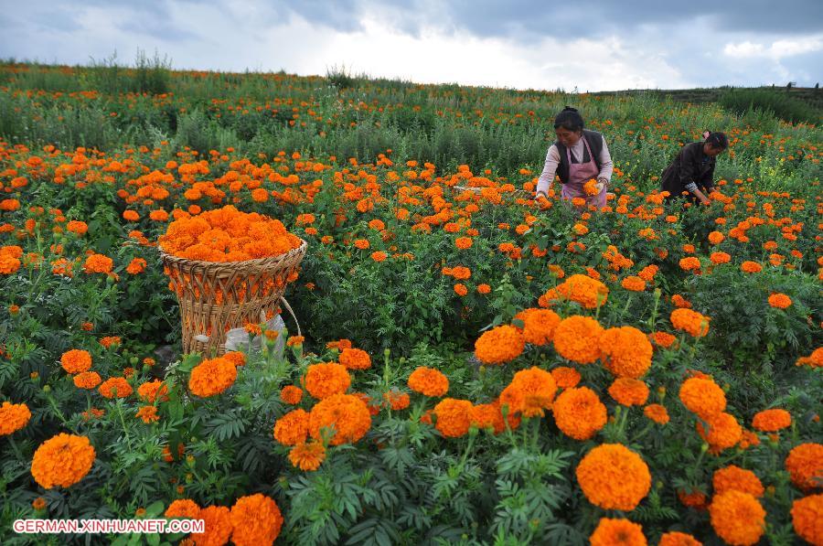 #CHINA-GUIZHOU-BIJIE-MARIGOLD HARVEST (CN)