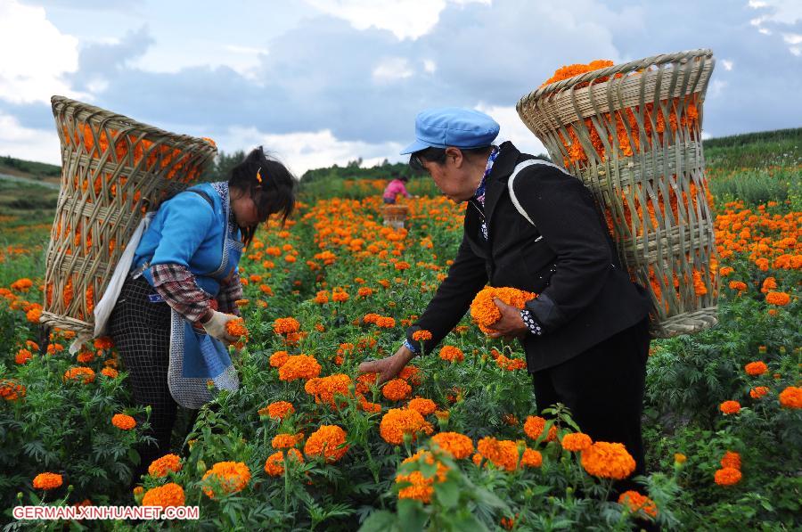 #CHINA-GUIZHOU-BIJIE-MARIGOLD HARVEST (CN)