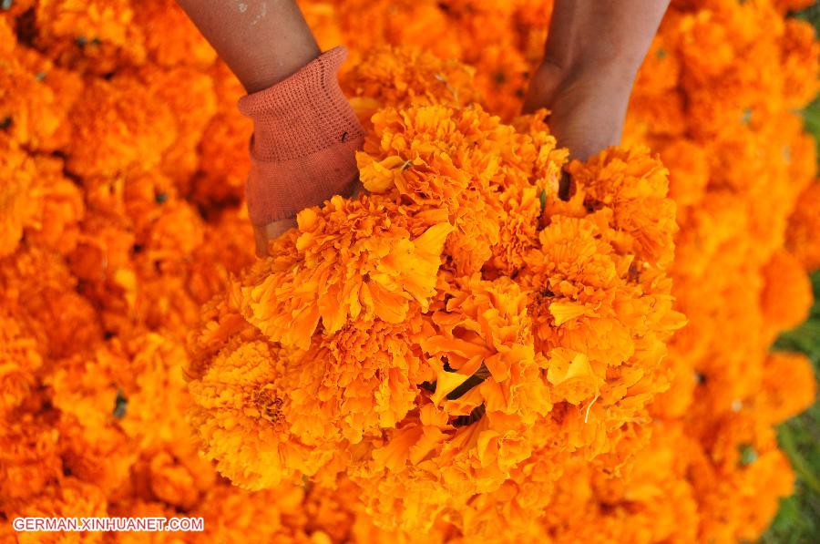 #CHINA-GUIZHOU-BIJIE-MARIGOLD HARVEST (CN)