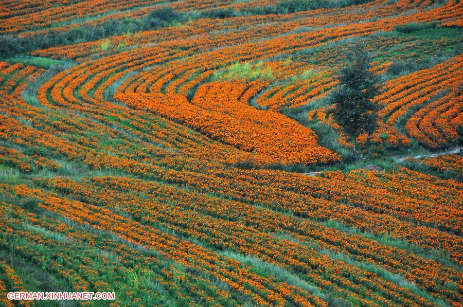 #CHINA-GUIZHOU-BIJIE-MARIGOLD HARVEST (CN)