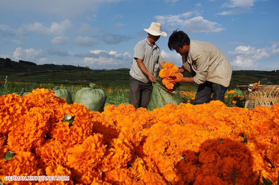 #CHINA-GUIZHOU-BIJIE-MARIGOLD HARVEST (CN)