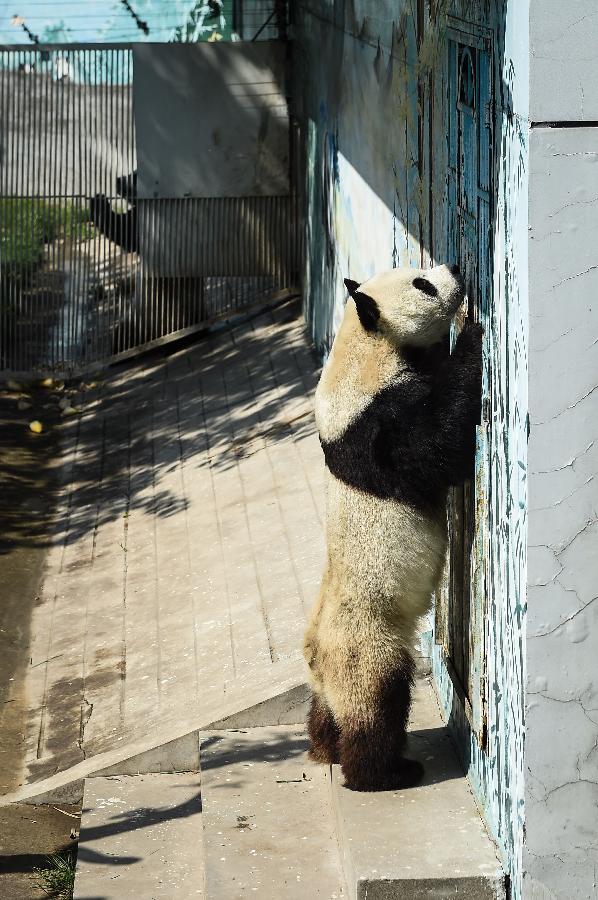 **CHINA-SHANXI-TAIYUAN-GIANT PANDA-BIRTHDAY (CN)