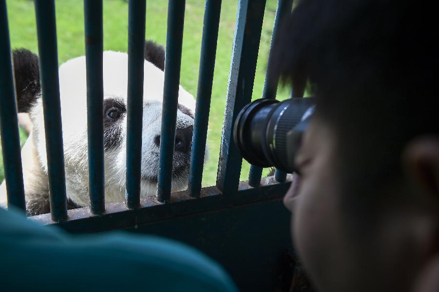 **CHINA-SHANXI-TAIYUAN-GIANT PANDA-BIRTHDAY (CN)