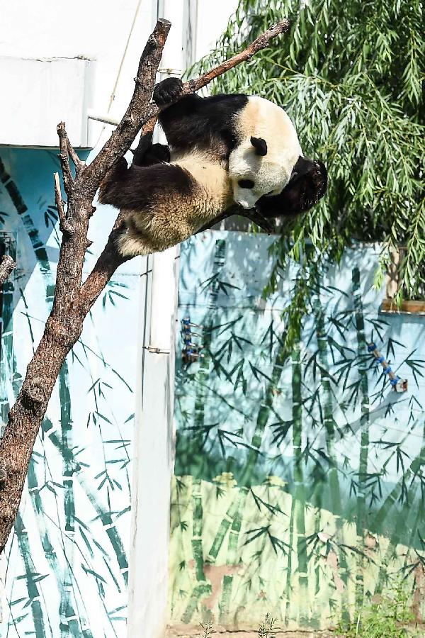 **CHINA-SHANXI-TAIYUAN-GIANT PANDA-BIRTHDAY (CN)