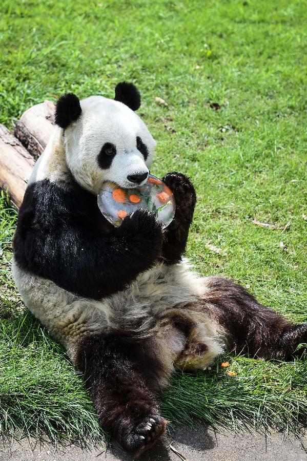 **CHINA-SHANXI-TAIYUAN-GIANT PANDA-BIRTHDAY (CN)