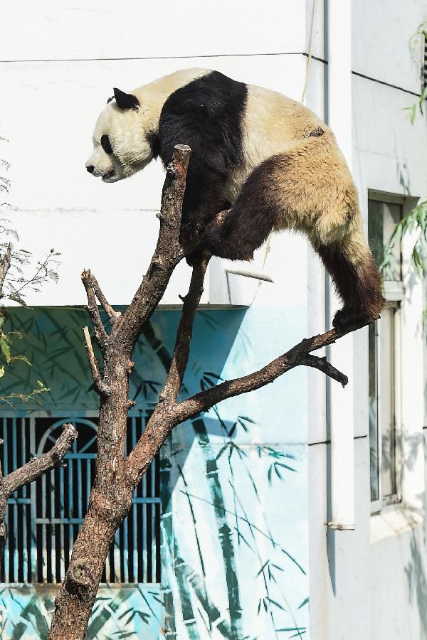 **CHINA-SHANXI-TAIYUAN-GIANT PANDA-BIRTHDAY (CN)