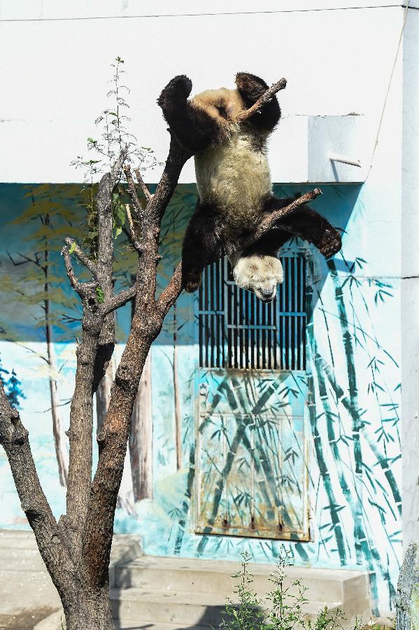 **CHINA-SHANXI-TAIYUAN-GIANT PANDA-BIRTHDAY (CN)