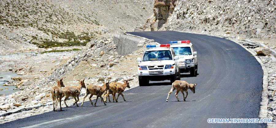 CHINA-TIBET-EVEREST-BLUE SHEEP (CN)