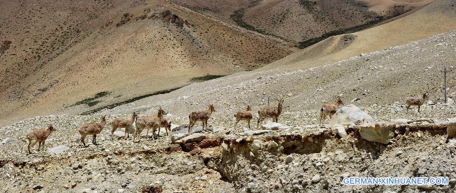 CHINA-TIBET-EVEREST-BLUE SHEEP (CN)