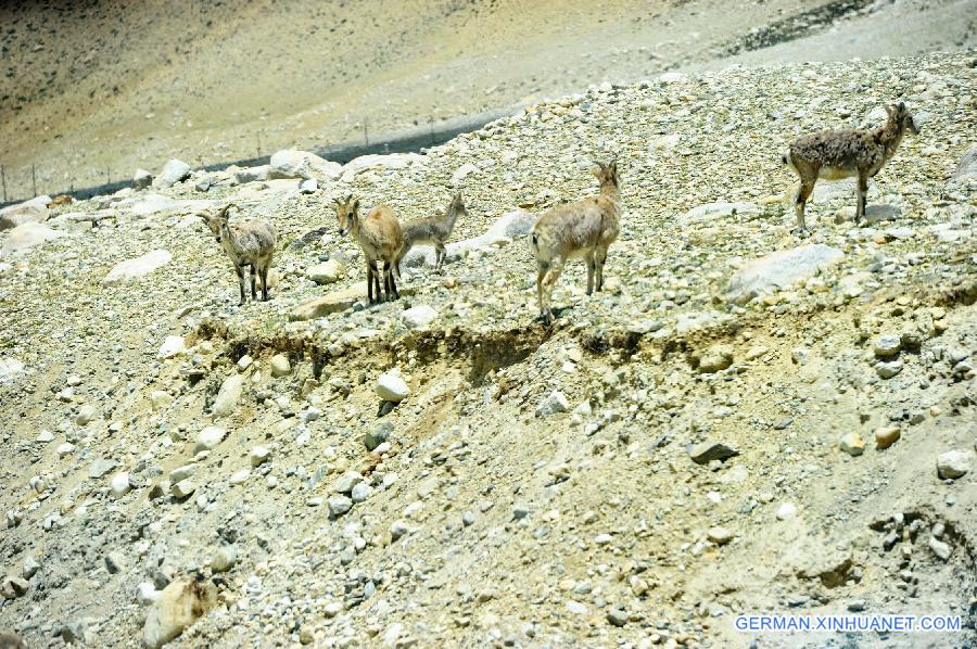 CHINA-TIBET-EVEREST-BLUE SHEEP (CN)