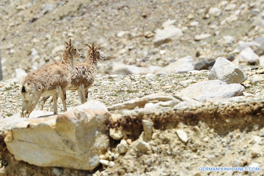 CHINA-TIBET-EVEREST-BLUE SHEEP (CN)