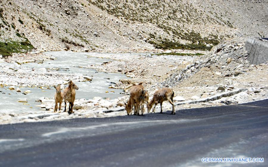 CHINA-TIBET-EVEREST-BLUE SHEEP (CN)