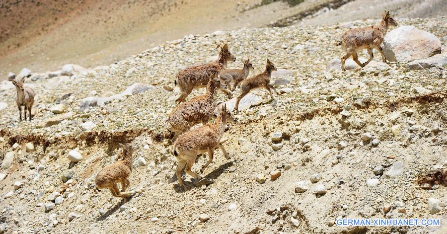 CHINA-TIBET-EVEREST-BLUE SHEEP (CN)