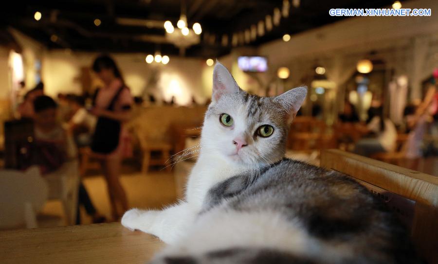 #CHINA-LIAONING-SHENYANG-CAFE-CAT (CN)