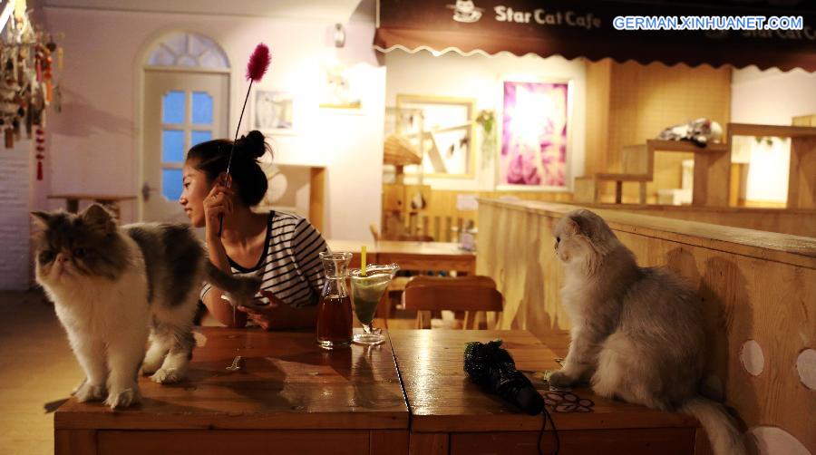 #CHINA-LIAONING-SHENYANG-CAFE-CAT (CN)