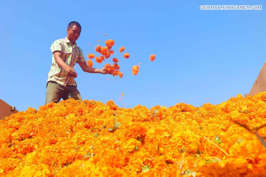 #CHINA-HEBEI-CHENGDE-MARIGOLD HARVEST (CN)