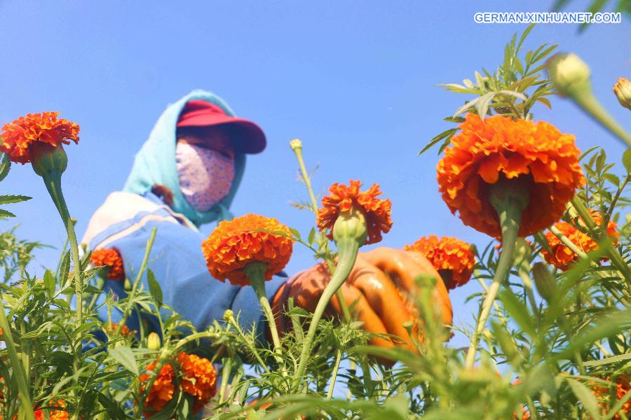 #CHINA-HEBEI-CHENGDE-MARIGOLD HARVEST (CN)